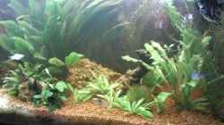 Pflanzen im Aquarium Becken 9565