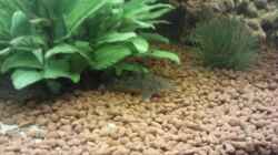 Besatz im Aquarium Becken 9565