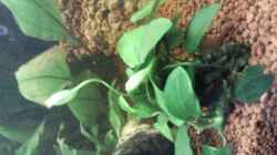Pflanzen im Aquarium Becken 9565