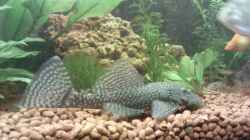 Besatz im Aquarium Becken 9565