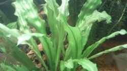 Pflanzen im Aquarium Becken 9565