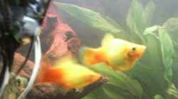 Besatz im Aquarium Becken 9565
