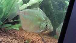 Besatz im Aquarium Becken 9565