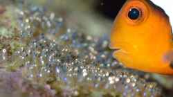 Amphiprion ocellaris mit Laich