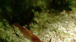 Pflanzen im Aquarium Becken 9591