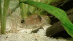 Besatz im Aquarium Becken 9591