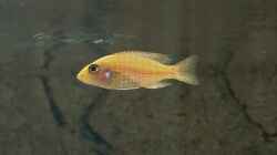Fire Fish Weibchen
