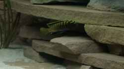 Pseudotropheus flavus Männchen