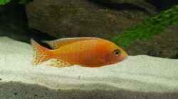 Fire Fish Bock