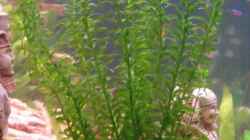 Pflanzen im Aquarium Becken 9609