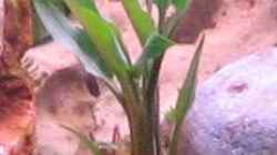 Pflanzen im Aquarium Becken 9609