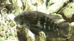 rivulatus w