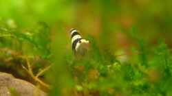 Besatz im Aquarium Becken 9788