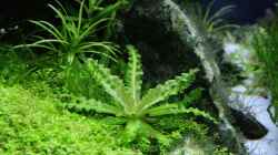 Pflanzen im Aquarium Becken 9788