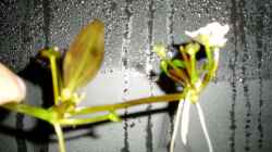 Pflanzen im Aquarium Becken 9807