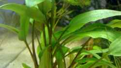 Cryptocoryne undulata