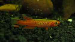Besatz im Aquarium Becken 9858