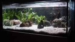 Aquarium Becken 9913