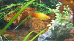 Korallenplaty