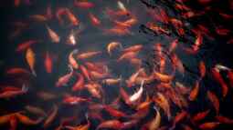 Milde Winter und ihre Auswirkungen auf die Winterruhe von Goldfischen