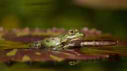 Wenn Amphibien ertrinken: Ein häufig übersehenes Risiko im und am Gartenteich