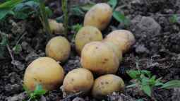 Kartoffeln im Garten selbst pflanzen: Was sind die besten Arten?
