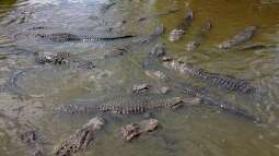 Gatorland in Florida – Ein Paradies für Reptilienfans