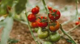 Tomaten ausgeizen: Was bedeutet das?