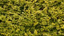 Das sind die beliebtesten Heckenpflanzen bei deutschen Gartenliebhabern
