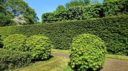 Das sind die beliebtesten Heckenpflanzen bei deutschen Gartenliebhabern