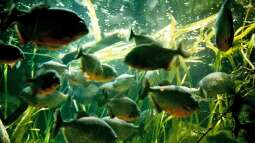Mitten im Herzen der Weltstadt: Das London Aquarium