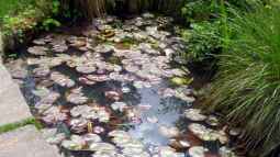 Botanischer Garten München -Aus Sicht einer Aquarianerin! Teil I