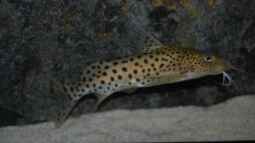 Synodontis njassae schnattern!