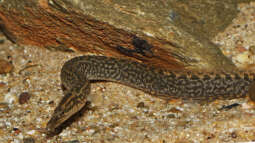 Mastacembelus shiranus