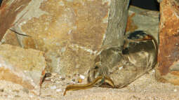 Mastacembelus shiranus