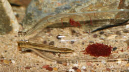 Mastacembelus shiranus