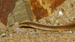 Mastacembelus shiranus