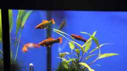 Bericht und Bilder vom Aquaristikevent für das Programm am 16.04.2011 in Berlin