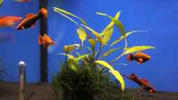Bericht und Bilder vom Aquaristikevent für das Programm am 16.04.2011 in Berlin