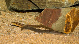 Mastacembelus shiranus