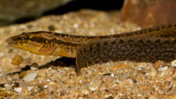 Mastacembelus shiranus