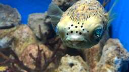 Besuch im Manila Ocean Park auf den Philippinen