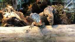 Das Haus der Natur in Salzburg Teil 1 - Reptilien und Video