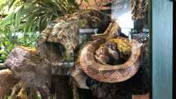 Das Haus der Natur in Salzburg Teil 1 - Reptilien und Video