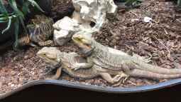 Das Haus der Natur in Salzburg Teil 1 - Reptilien und Video