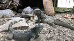Das Haus der Natur in Salzburg Teil 1 - Reptilien und Video