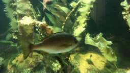 Besuch im Haus des Meeres in Wien