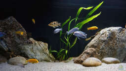 Pflanzen für das ostafrikanische Buntbarschaquarium Teil 6: Cryptocoryne