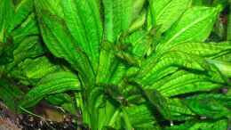 Foto mit Echinodorus parviflorus - Tropica -