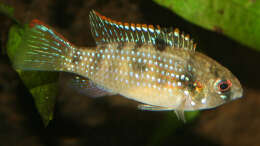 Foto mit Anomalochromis thomasi